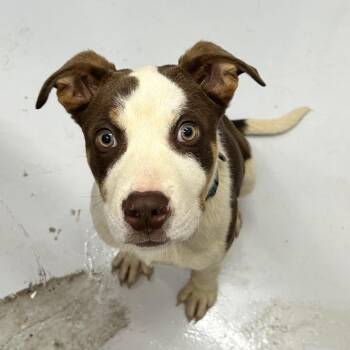 Jetson -  Mixed Breed Dog for Adoption in Huntsville, Alabama - Jetson | PetCurious