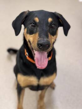 Mocha -  Doberman Pinscher and Coonhound Dog for Adoption in Pawleys Island, South Carolina - Mocha | PetCurious