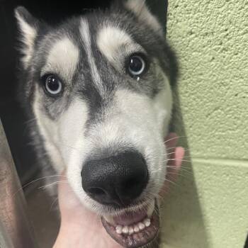 Blue -  Husky Dog for Adoption in Corbin, Kentucky - Blue | PetCurious