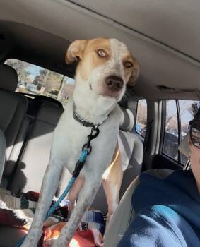 Rescue Australian Cattle Dog Blue Heeler Dogs for Adoption in Sadler, Texas - Skipper | PetCurious