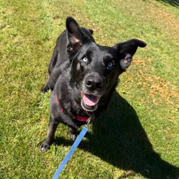 Nymeria -  Mixed Breed Dog for Adoption in Oshkosh, Wisconsin - Nymeria | PetCurious