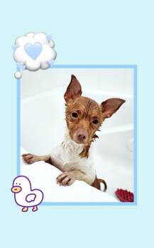 Toast -  Jack Russell Terrier and Chihuahua Dog for Adoption in Lake Geneva, Wisconsin - Toast | PetCurious