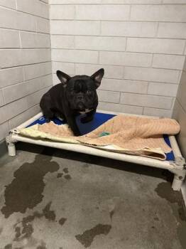 French Bulldog Dogs Available for Adoption - ARCHIE | PetCurious