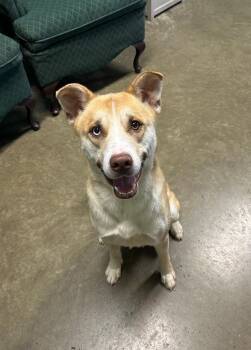 Rescue Husky Dogs for Adoption in Seneca, Pennsylvania - Poe | PetCurious