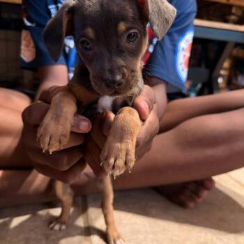 POSEY -  Chiweenie Dog for Adoption in Fosters, Alabama - POSEY | PetCurious