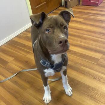 Husky and Pit Bull Terrier Dogs Available for Adoption in Corbin, Kentucky - Sasuke | PetCurious