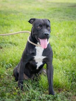 Corbeau -  Pit Bull Terrier Dog for Adoption in La Grange, Texas - Corbeau | PetCurious