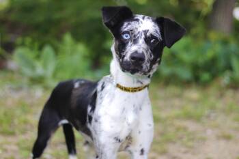 LoveBug in NH. Come Meet our Adoptable Dogs Wednesday-Saturday.  -  Pointer Dog for Adoption in Manchester, New Hampshire - LoveBug In NH. Come Meet Our Adoptable Dogs Wednesday-Saturday.  | PetCurious
