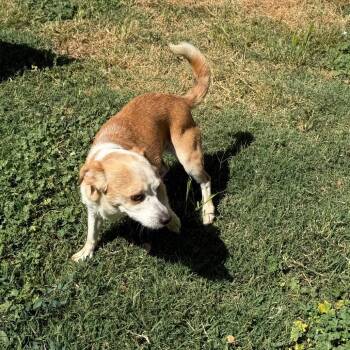 Juno (*) -  Chihuahua and Mixed Breed Dog for Adoption in Sacramento, California - Juno (*) | PetCurious