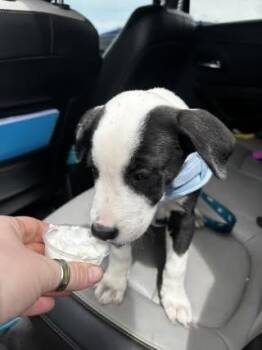 Labrador Retriever Dogs Available for Adoption in Colorado Springs, Colorado - Mr Roboto | PetCurious