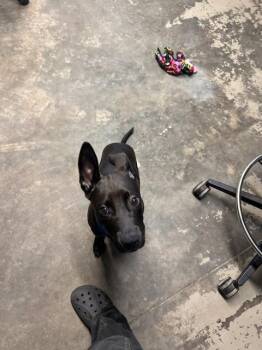 BRIAN -  Labrador Retriever Dog for Adoption in Tallahassee, Florida - BRIAN | PetCurious