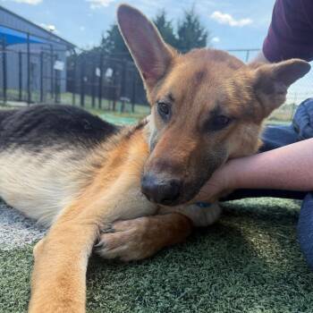 Timon -  German Shepherd Dog and Mixed Breed Dog for Adoption in Kittanning, Pennsylvania - Timon | PetCurious