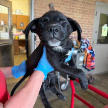 Soltice -  Labrador Retriever Dog for Adoption in Birmingham, Alabama - Soltice | PetCurious