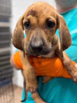 Katara -  Coonhound Dog for Adoption in Nacogdoches, Texas - Katara | PetCurious