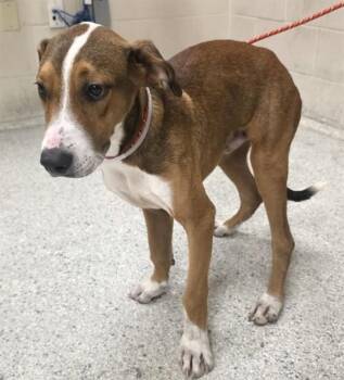 MULLIGAN -  Beagle and Mixed Breed Dog for Adoption in Conroe, Texas - MULLIGAN | PetCurious