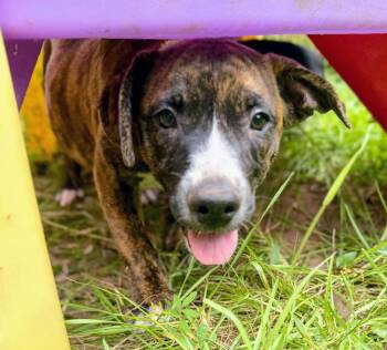 MAVERICK -  Catahoula Leopard Dog and Pit Bull Terrier Dog for Adoption in Fosters, Alabama - MAVERICK | PetCurious
