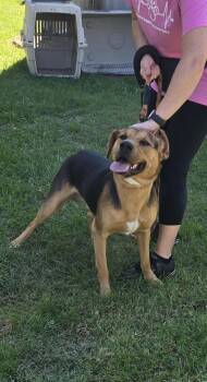 Ox - At shelter available 10/12 -  Hound Dog for Adoption in Rustburg, Virginia - Ox - At Shelter Available 10/12 | PetCurious