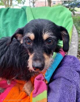 Nessarose WA14525-T LOCAL Adoption Event in Bellevue 8/21 -  Border Terrier and Chihuahua Dog for Adoption in Missouri City, Texas - Nessarose WA14525-T LOCAL Adoption Event In Bellevue 8/21 | PetCurious
