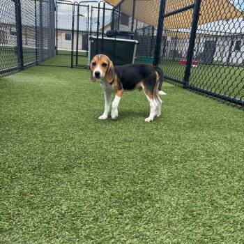 SHH6 4352 -  Beagle Dog for Adoption in Loxahatchee Groves, Florida - SHH6 4352 | PetCurious