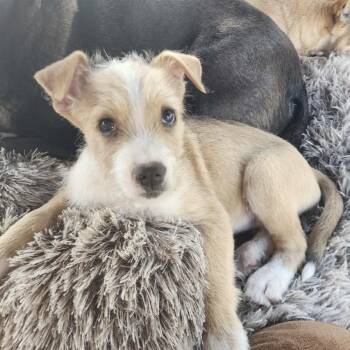 Wirehaired Terrier Dogs Available for Adoption in Austin, Texas - Panya | PetCurious