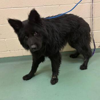 Mixed Breed Dogs Available for Adoption - Royalty | PetCurious