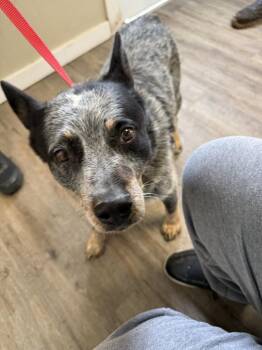 Rescue Australian Cattle Dog Blue Heeler Dogs for Adoption in Winchester, Indiana - Tucker | PetCurious