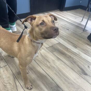 Pit Bull Terrier Dogs Available for Adoption - Latte | PetCurious