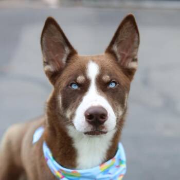 HENRI -  Husky Dog for Adoption in San Antonio, Texas - HENRI | PetCurious