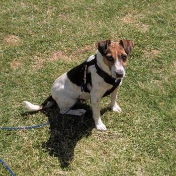 Terrier Dogs Available for Adoption in Wake Forest, North Carolina - Eileen | PetCurious