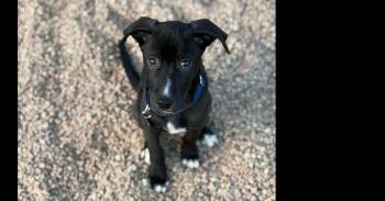 Goose -  Labrador Retriever Dog for Adoption in Denver, Colorado - Goose | PetCurious