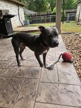 Lou -  Pit Bull Terrier Dog for Adoption in The Woodlands, Texas - Lou | PetCurious