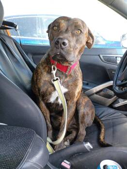 Rescue Terrier Dogs for Adoption in Uxbridge, Massachusetts - Bronc | PetCurious