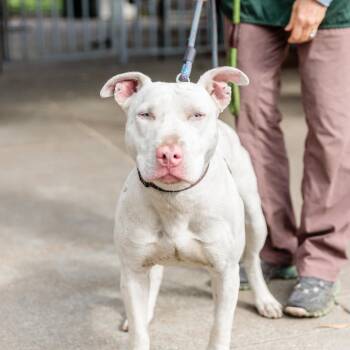 Pit Bull Terrier Dogs Available for Adoption in Oakland, California - Bennie | PetCurious