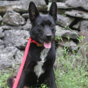 Shepherd and Black Labrador Retriever Dogs Available for Adoption in Seguin, Texas - Dove | PetCurious