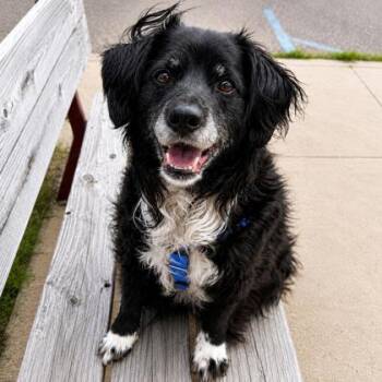 Kevin -  Australian Shepherd and Mixed Breed Dog for Adoption in Gwinn, Michigan - Kevin | PetCurious