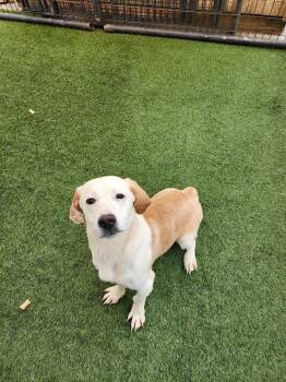 Charlie -  Labrador Retriever Dog for Adoption in Hopkinsville, Kentucky - Charlie | PetCurious