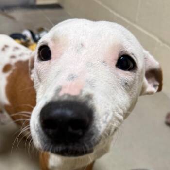 Star -  Labrador Retriever and Pit Bull Terrier Dog for Adoption in Palestine, Texas - Star | PetCurious