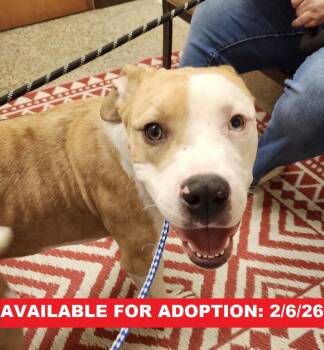 American Bulldog and Cane Corso Dogs Available for Adoption - IceMan | PetCurious