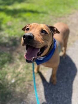 Rescue American Staffordshire Terrier Dogs for Adoption in Spring, Texas - Lester | PetCurious