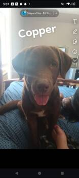 Rescue Labrador Retriever Dogs for Adoption in Georgetown, Ohio - Copper | PetCurious