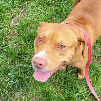 Keanu -  American Staffordshire Terrier Dog for Adoption in Chattanooga, Tennessee - Keanu | PetCurious