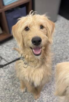 Labrador Retriever Dogs Available for Adoption in Bemidji, Minnesota - Ralphie | PetCurious