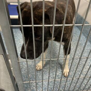 Rico -  Pit Bull Terrier Dog for Adoption in Greensboro, North Carolina - Rico | PetCurious