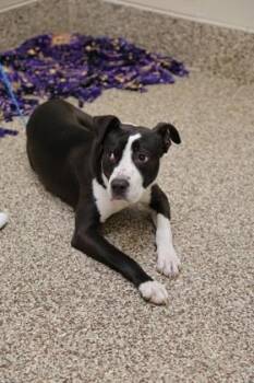 Blue -  Mixed Breed Dog for Adoption in Westland, Michigan - Blue | PetCurious