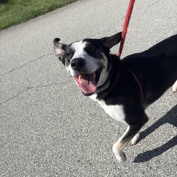 Husky Dogs Available for Adoption in Indiana, Pennsylvania - Brandy | PetCurious