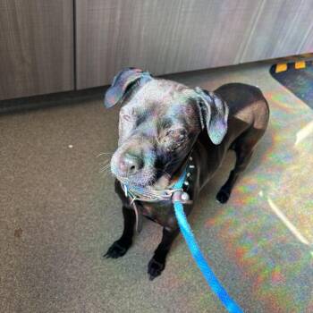 Mixed Breed Dogs Available for Adoption in Council Bluffs, Iowa - Mavis | PetCurious