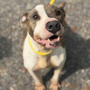 Navajo -  Pit Bull Terrier Dog for Adoption in Petersburg, Virginia - Navajo | PetCurious