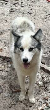 Bentley -  Siberian Husky Dog for Adoption in Sumter, South Carolina - Bentley | PetCurious