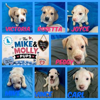 Mike & Molly Pups -  Carolina Dog Dog for Adoption in Port St. Lucie, Florida - Mike & Molly Pups | PetCurious