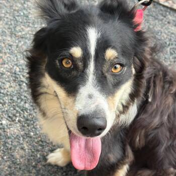 Bug -  Australian Shepherd Dog for Adoption in Cheyenne, Wyoming - Bug | PetCurious